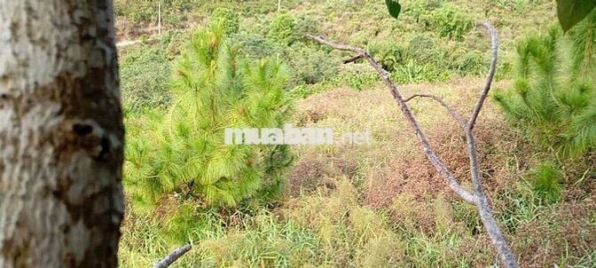 🚩 5400m2 Đất view hồ Đambri 50x110m