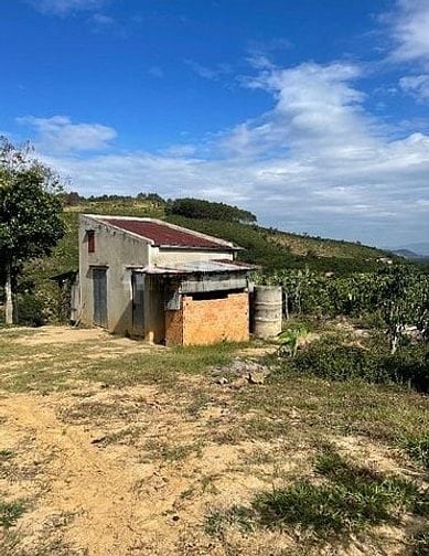 BÁN RẪY CÀ PHÊ KHÔNG NGƯỜI CHĂM