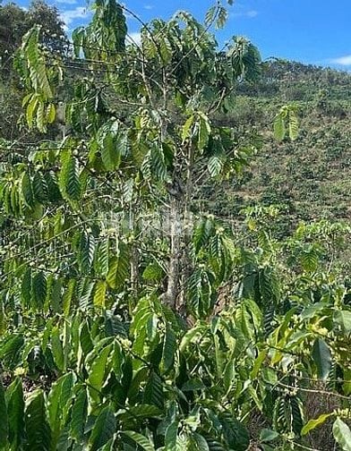 BÁN RẪY CÀ PHÊ KHÔNG NGƯỜI CHĂM