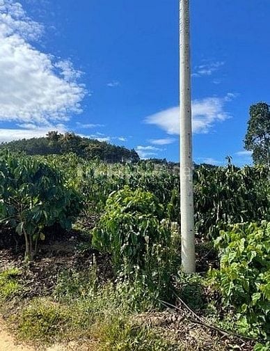 BÁN RẪY CÀ PHÊ KHÔNG NGƯỜI CHĂM