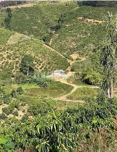 BÁN RẪY CÀ PHÊ KHÔNG NGƯỜI CHĂM