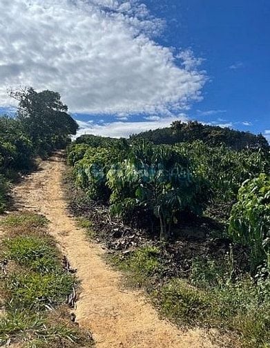 BÁN RẪY CÀ PHÊ KHÔNG NGƯỜI CHĂM