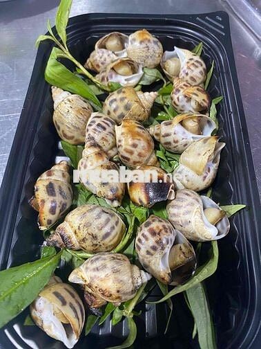 TUYỂN THU NGÂN - PHỤC VỤ