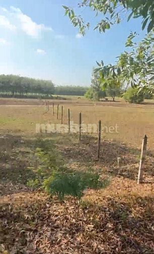 Bán gấp đất nền Phú Mỹ Hưng, Củ Chi 1475m2 giá 4.5 tỷ