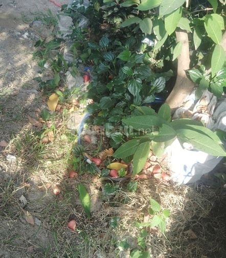 Bán Nhà Vườn Nhỏ Mát Mẻ Chính Chủ, gần cầu Rạch Tra, đường 4m