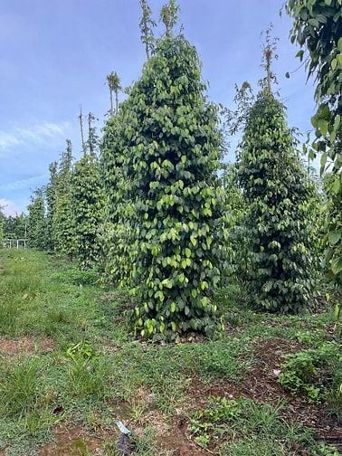 Bán đất rẫy đẹp nguồn thu mạnh