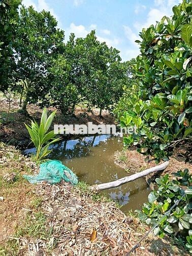 Đất trồng mít ruột đỏ đang cho trái