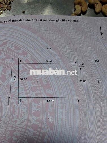 Đất trồng mít ruột đỏ đang cho trái