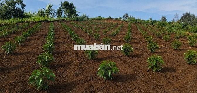 BÁN ĐẤT VƯỜN 2 MẶT TIỀN – GIA HIỆP, DI LINH, LÂM ĐỒNG