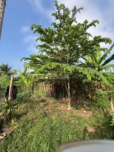 Bán Gấp Đất Thổ Cư 100% Phường Trường An (Phường Long Châu , Vĩnh Long