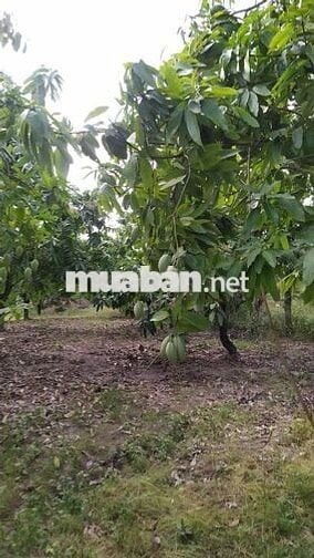 BÁN ĐẤT VƯỜN ĐỊNH QUÁN - ĐỒNG NAI ( HỖ TRỢ VAY BANK)