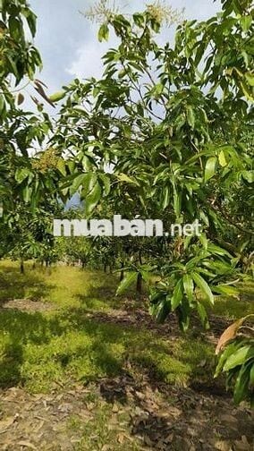 BÁN ĐẤT VƯỜN ĐỊNH QUÁN - ĐỒNG NAI ( HỖ TRỢ VAY BANK)