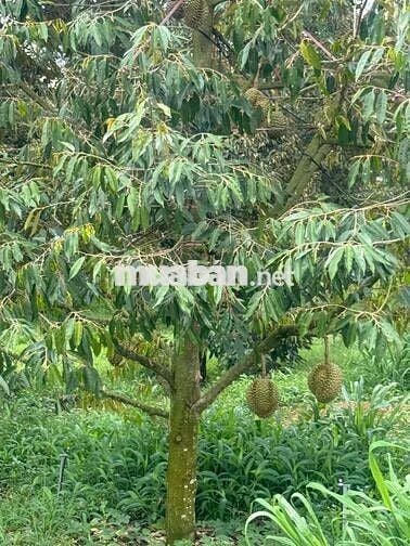 🔥 ĐẤT NỀN NGAY KHU CÔNG NGHỆ CAO HẮC DỊCH 450ha – BRVT 🔥 💥 GIÁ CHỈ 5,9