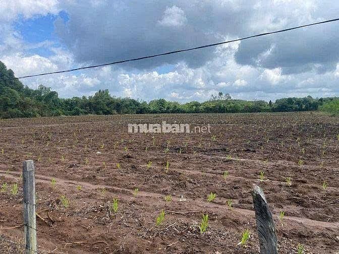 CHÍNH CHỦ CẦN BÁN LÔ ĐẤT ĐƯỜNG 329  XÃ XUYÊN MỘC - BÀ RỊA VŨNG TÀU