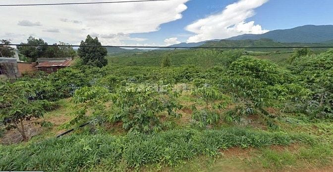 Cần Bán Gấp Đất Vườn xã Gung Ré huyện Di Linh tỉnh Lâm Đồng 6115M2 Sẵn