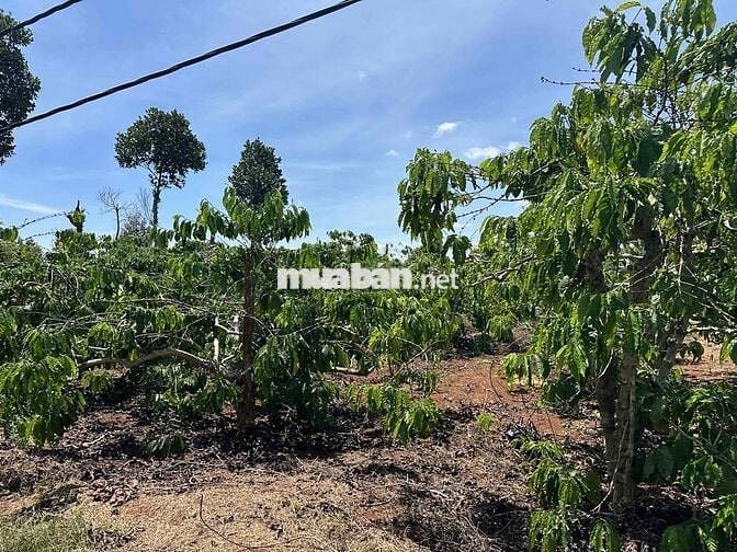 255 Triệu 385m2 Đất sẵn Thổ Cư, Sổ Hồng Riêng, Xe Tải vào đất