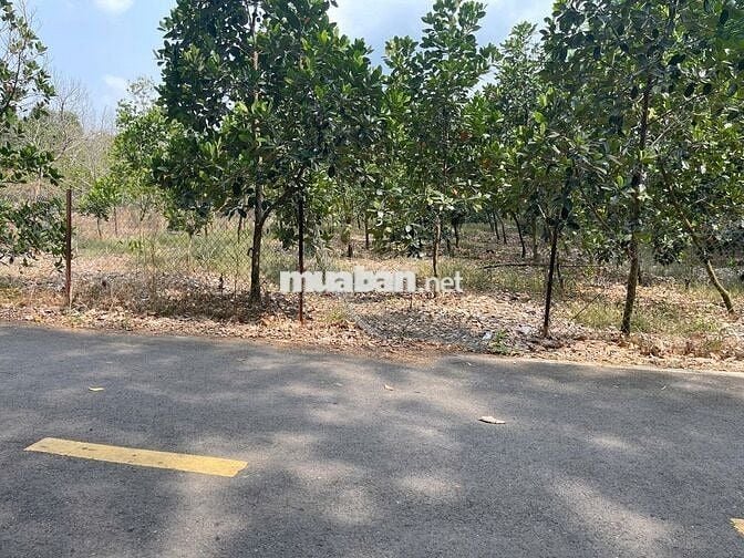 CHỦ NGỘP BÁN VƯỜN MÍT 5X50=250M2, SHR, THỔ CƯ, NGAY TTHC, GIÁ 420TR