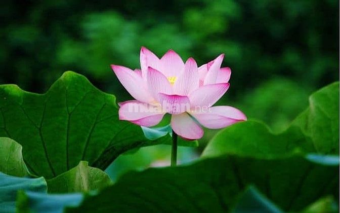 Cho thuê phòng tầng 3 áp mái tôn chống nóng trần thạch cao
