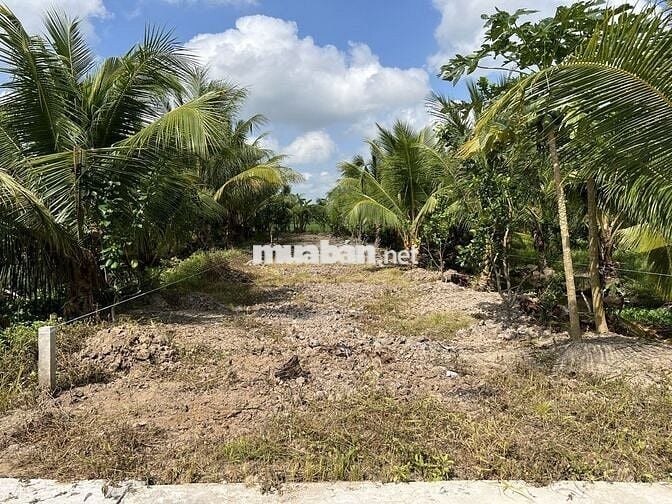 ĐẤT LONG PHƯỚC, LONG HỒ, VĨNH LONG - Bán 585m2 