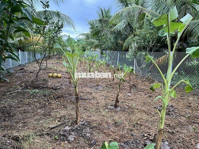 ĐẤT LONG PHƯỚC, LONG HỒ, VĨNH LONG - Bán 585m2 