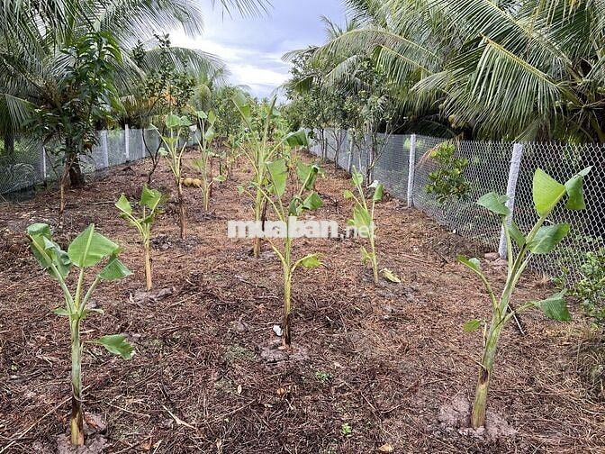 ĐẤT LONG PHƯỚC, LONG HỒ, VĨNH LONG - Bán 585m2 