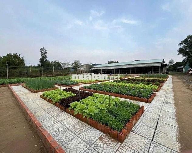 Tuyển người làm nông tại trang trại