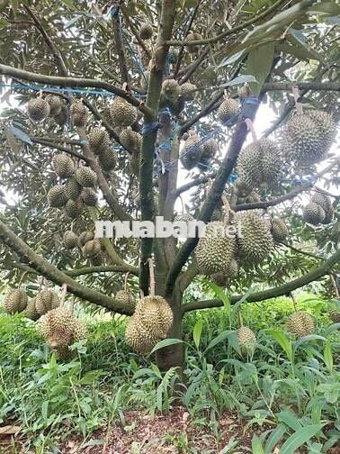 🌿 VƯỜN SẦU RIÊNG VIEW SÔNG BÉ
💰 CHỈ 1 TỶ 950 TRIỆU