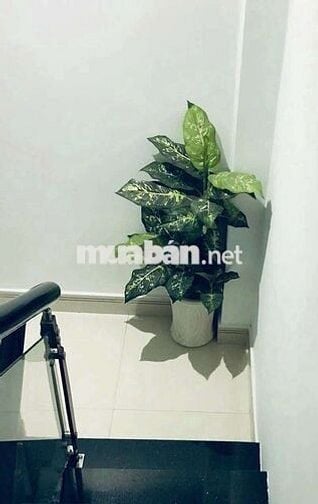 Cho thuê nhà nguyên căn.Đường Nguyễn Thông, Phường 9. Quận 3