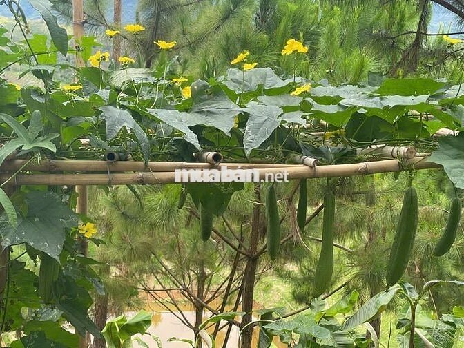 Đất nền nghỉ dưỡng Bảo Lộc - view săn mây - an ninh 24/7