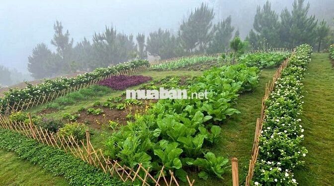 Đất nền nghỉ dưỡng Bảo Lộc - view săn mây - an ninh 24/7