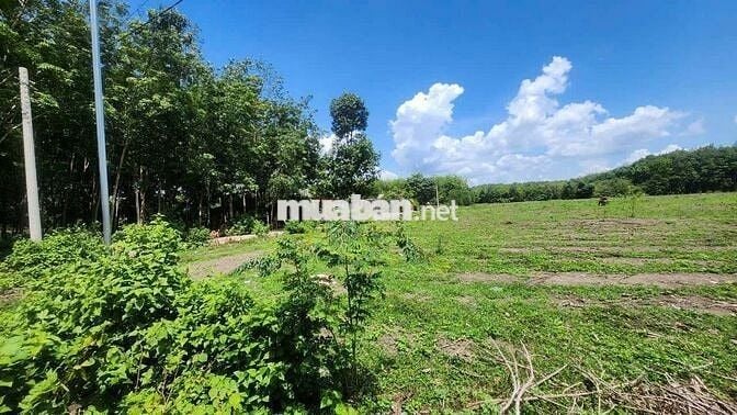 em bán lỗ do kẹt tiền cần vốn gấp để làm ăn cần ra gấp