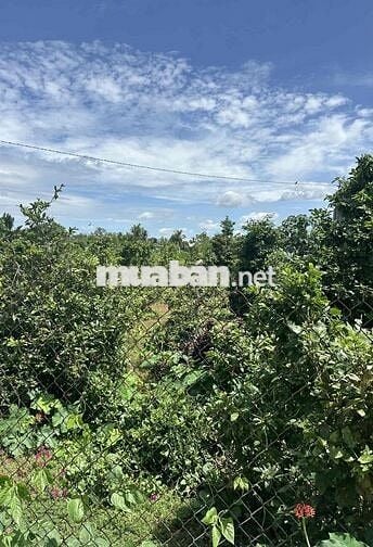 190 Triệu đất Vườn 500m2 nền cao ráo