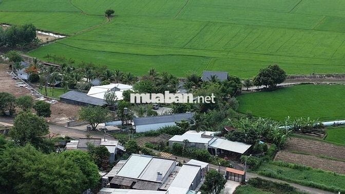 🌾 Chỉ từ 350TR sở hữu ngay lô đất trong khu Lúa Farmstay 🌾