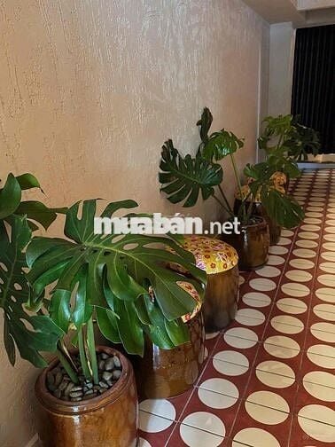 🌟 CHO THUÊ MẶT BẰNG KINH DOANH ĐẮC ĐỊA NGUYỄN THÁI BÌNH, QUẬN 1 🌟