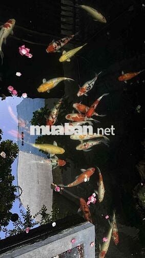 Cho Thuê Sàn Văn Phòng ~90m2 - Trung Tâm Quận Tân Bình