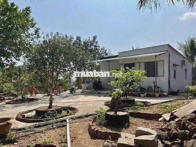 Bán nhà vườn Trừ Văn Thố,Bàu Bàng 500m2/590Triệu giá mềm đầu tư 