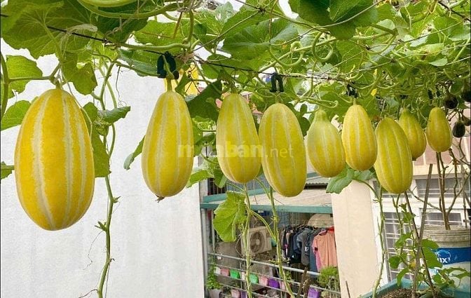 HOMESTAY NẮNG THU - CHO THUÊ PHÒNG NGÕ 105 LÁNG HẠ - YÊN LÃNG 