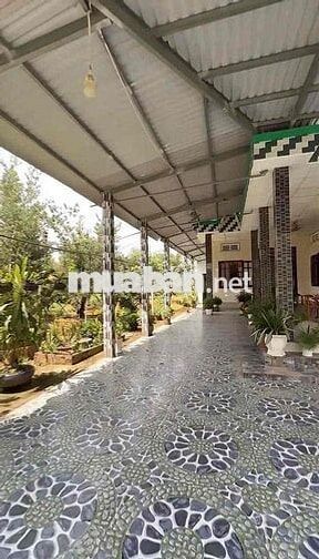 Cần bán miếng đất vườn sẵn thổ cư sẵn nhà cấp 4 sổ hồng riêng