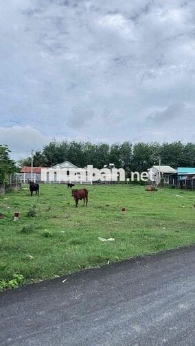 Lô đất ngay khu vực Thái Mỹ , Củ Chi. MTĐ 12m , sổ sẵn