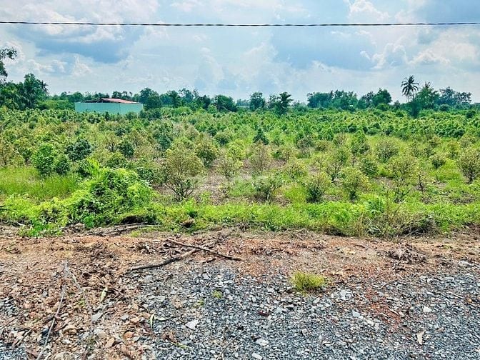 Kèo Thơm Đất Vườn Mặt Tiền Sông Vàm Cỏ Đông . 680 Triệu Hết Sổ .