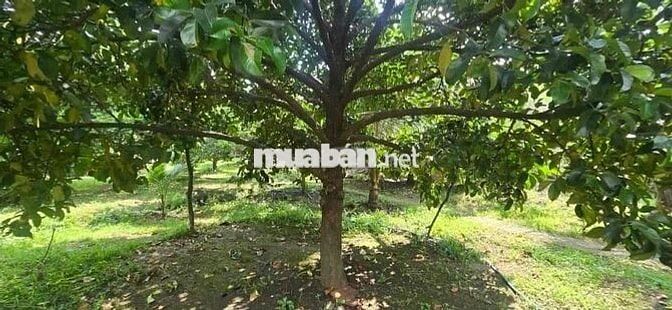 Chủ về thành phố ở với con bán nhanh căn nhà tâm huyết 180tr