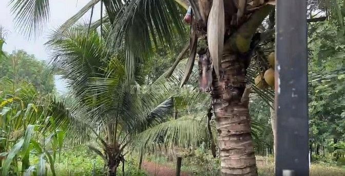 CHÍNH CHỦ CHO THUÊ HOẶC BÁN NHÀ ĐẤT 1.600m² – KHÔNG GIAN RỘNG RÃI, PHÙ