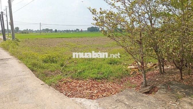 1968m2 đất lúa – quy hoạch full đất thổ