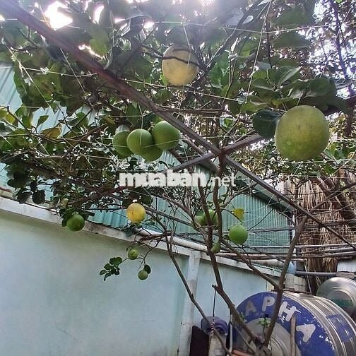 cho thuê nhà. gần trường học cấp 2 tam Bình