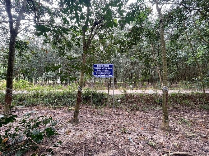 Công ty Đấu giá hợp danh Lam Sơn Sài Gòn thông báo đấu giá tài sản