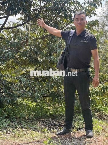 5.4 ha sầu riêng Dona Full 900 cây