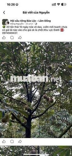 5.4 ha sầu riêng Dona Full 900 cây