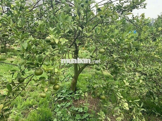 🌿650TR SỞ HỮU NGAY ĐẤT VƯỜN 1.196M² GẦN HỒ – QUY HOẠCH ĐẤT Ở NÔNG THÔN