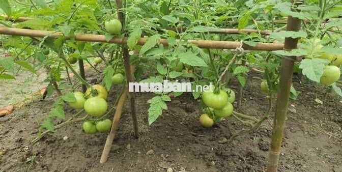 🌿650TR SỞ HỮU NGAY ĐẤT VƯỜN 1.196M² GẦN HỒ – QUY HOẠCH ĐẤT Ở NÔNG THÔN