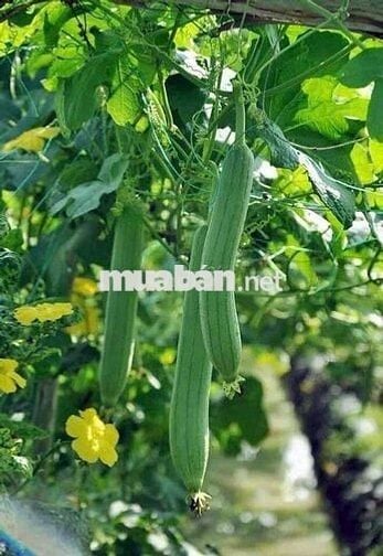 🌿650TR SỞ HỮU NGAY ĐẤT VƯỜN 1.196M² GẦN HỒ – QUY HOẠCH ĐẤT Ở NÔNG THÔN